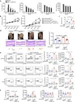 IL-17A Antibody in Flow Cytometry (Flow)