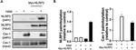 Caveolin 1 Antibody in Western Blot (WB)