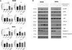 JNK1 Antibody in Western Blot (WB)