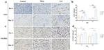 VEGF Receptor 2 Antibody in Immunohistochemistry (Paraffin) (IHC (P))