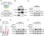 Annexin A1 Antibody in Western Blot (WB)