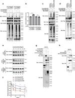 BLZF1 Antibody in Western Blot (WB)