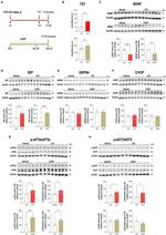 CHOP Antibody in Western Blot (WB)