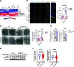 PINK1 Antibody in Western Blot (WB)