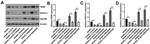 OSCAR Polyclonal Antibody