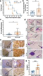 ErbB2 (HER-2) Antibody in Immunohistochemistry (Paraffin) (IHC (P))
