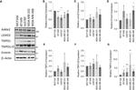 LEMD2 Antibody in Western Blot (WB)