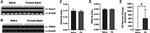 DUOX1 Antibody in Western Blot (WB)