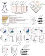 CD34 Antibody in Flow Cytometry (Flow)