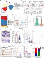 CXCL1 Monoclonal Antibody (48415)