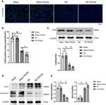 CaV1.2 Antibody in Western Blot (WB)