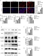 RyR2 Antibody in Western Blot (WB)