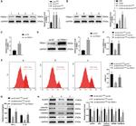 TREM1 Antibody in Western Blot (WB)