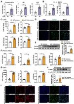 Alpha-Smooth Muscle Actin Antibody in Western Blot (WB)