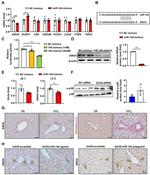 SIN3A Antibody in Immunohistochemistry (Frozen) (IHC (F))