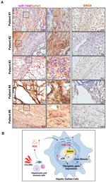 SIN3A Antibody in Immunohistochemistry (Frozen) (IHC (F))