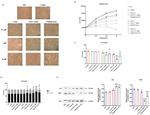 CDK1 Antibody in Western Blot (WB)