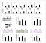 CD81 Antibody in Western Blot (WB)