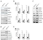 Cdc20 Antibody in Western Blot (WB)