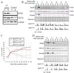 Cdc20 Antibody in Western Blot (WB)