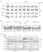 Cdc20 Antibody in Western Blot (WB)