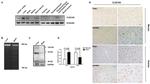 CLEC4G Antibody in Western Blot (WB)
