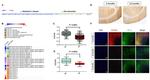 CLEC4G Antibody in Immunohistochemistry (Paraffin) (IHC (P))