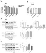SQSTM1 Antibody in Western Blot (WB)