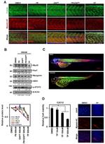 MYOD Antibody in Western Blot (WB)