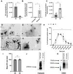 Calnexin Antibody in Western Blot (WB)