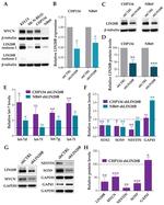 SOX9 Antibody in Western Blot (WB)