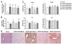 FADS1 Antibody in Immunohistochemistry (Paraffin) (IHC (P))