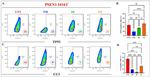 p53 Antibody in Flow Cytometry (Flow)