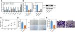 PIK3C2B Antibody in Western Blot (WB)