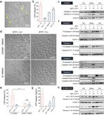 IL-1 beta Antibody in Western Blot (WB)
