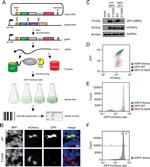 Aspartoacylase Antibody in Western Blot (WB)