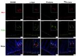 Musashi-1 Antibody in Immunohistochemistry (Paraffin) (IHC (P))