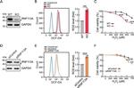 RNF113A Antibody in Western Blot (WB)