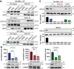 SRCAP Antibody in Western Blot (WB)