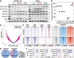 SRCAP Antibody in Western Blot (WB)