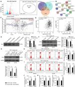 CD206 (MMR) Antibody in Flow Cytometry (Flow)