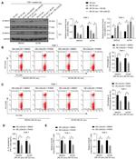CD206 (MMR) Antibody in Flow Cytometry (Flow)