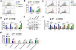 FOXP3 Antibody in Flow Cytometry (Flow)