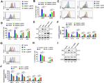 Arginase 1 Antibody in Flow Cytometry (Flow)