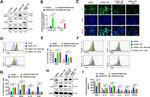 Arginase 1 Antibody in Flow Cytometry (Flow)
