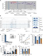 UXS1 Antibody in Western Blot (WB)
