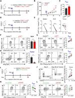 CD279 (PD-1) Antibody in Flow Cytometry (Flow)