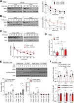 KEAP1 Antibody in Western Blot (WB)