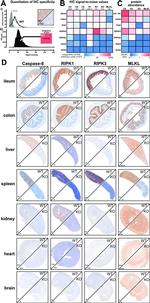 Caspase 8 Antibody in Immunohistochemistry (Paraffin) (IHC (P))
