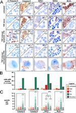 Caspase 8 Antibody in Immunocytochemistry (ICC/IF)